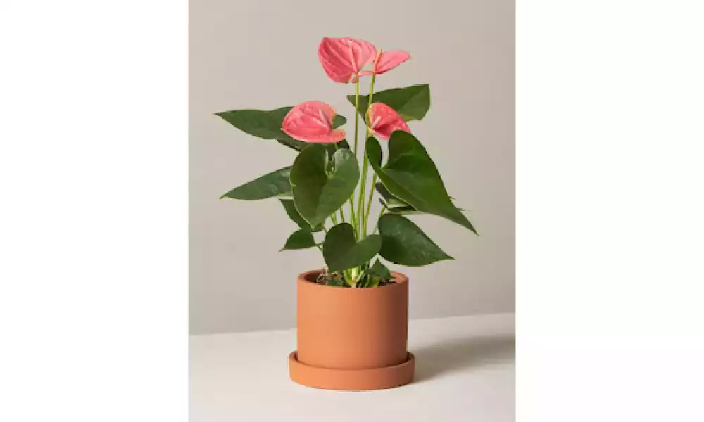 Anthurium